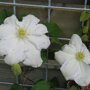 Clematis wit